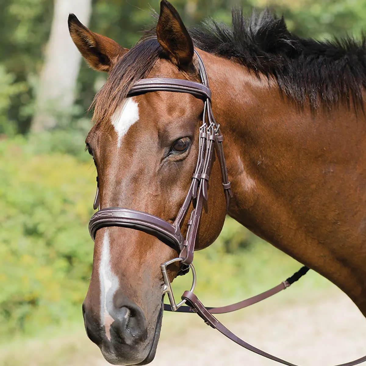 Avignon Wellington Bridle